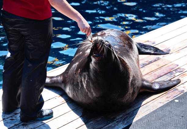 Midsection of trainer in Zoo feeding seal with fish