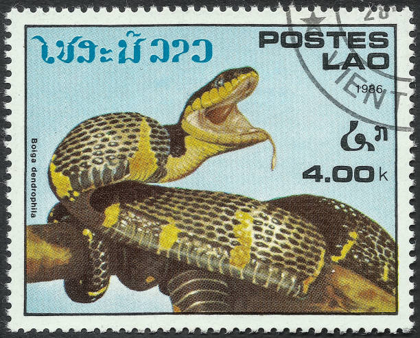 istock 1986 Laos postage stamp: Boiga dendrophila snake. 1510839742