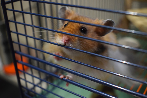 Cute long-haired Syrian hamster looking out from his cage, the curious hamster peeks through the cage bars.
