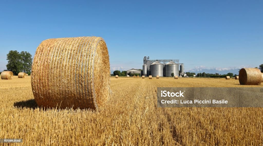 Round hay bales on a field with a grain storage silos on background Round hay bales on an agricultural field with a grain storage silos system on background Bale Stock Photo