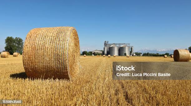 Round Hay Bales On A Field With A Grain Storage Silos On Background Stock Photo - Download Image Now