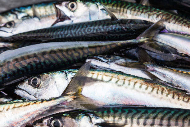 istock Heap of fresh raw mackerel close up. 1510847441