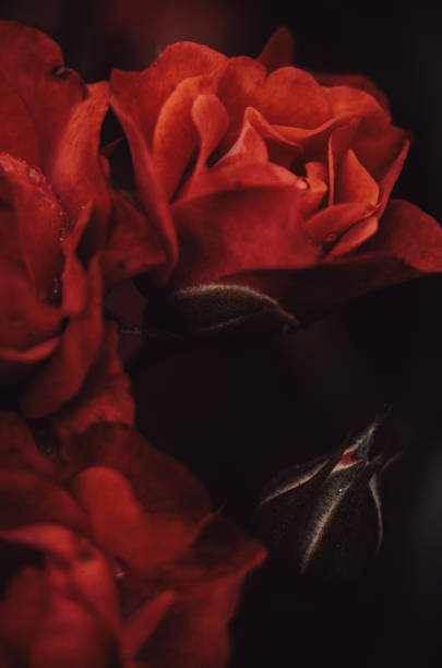 Background and textures. Roses, close up.