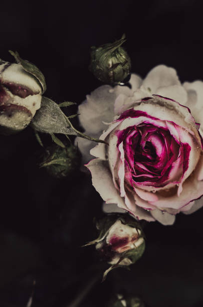 istock Macro photography. Roses 1510854468