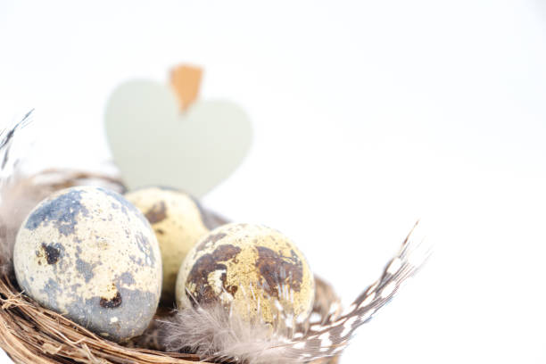istock quail eggs in a nest on a white background. 1510856238