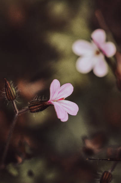 istock Macro photography, nature 1510864406