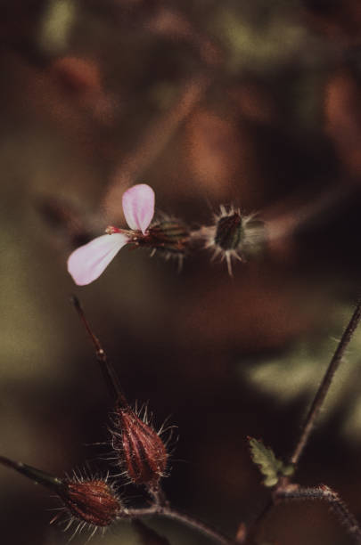 istock Macro photography, nature 1510865493