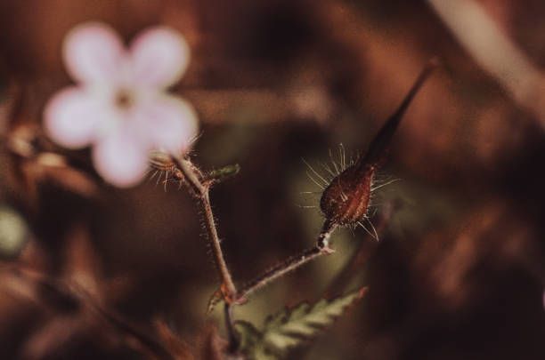 istock Macro photography, nature 1510866020