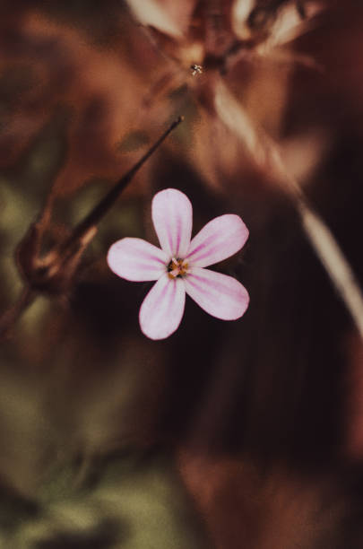 Macro photography, nature
