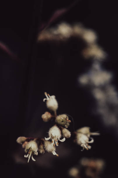 istock Macro photography, nature 1510867090