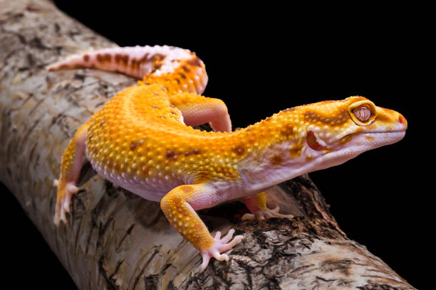istock leopard gecko lizard on wood with black background, eublepharis macularius 1510868140