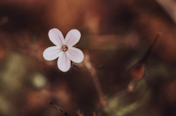 istock Macro photography, nature 1510868143