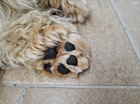 Dog's paw close-up photography.
