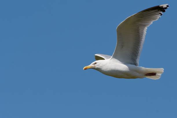 istock Gull on the west coast in Sweden 1510880538