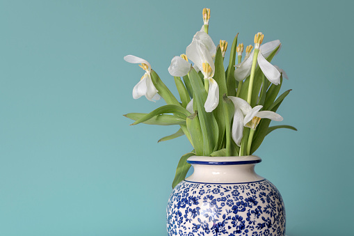 Aged falling, faded white tulips on a greenish background  in a Chinese vase. Left place for text.