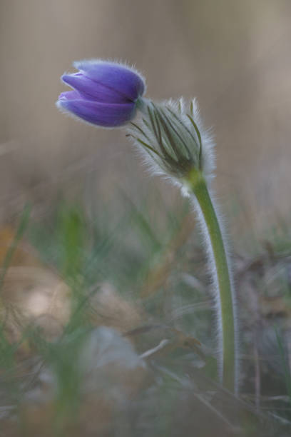 Kwiat Pasque (Pulsatilla grandis) – zdjęcie