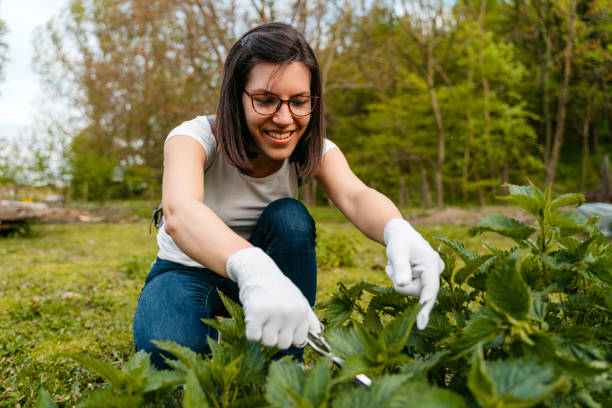 istock Young Woman Picking Nettle With Scissors 1510899897
