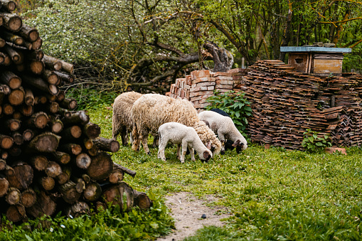 Sheep and lambs feeding in a rural countryside yard.