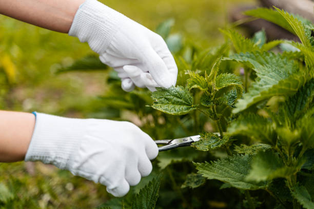 istock Woman Picking Nettle With Scissors And Protective Gloves 1510901533