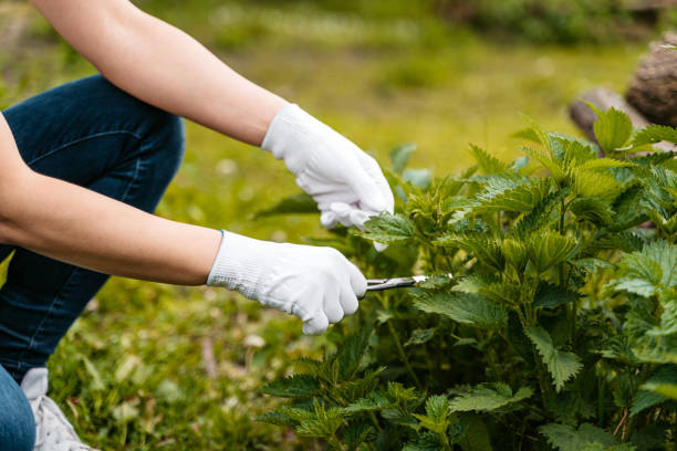 istock Woman Picking Nettle With Scissors And Protective Gloves 1510902016