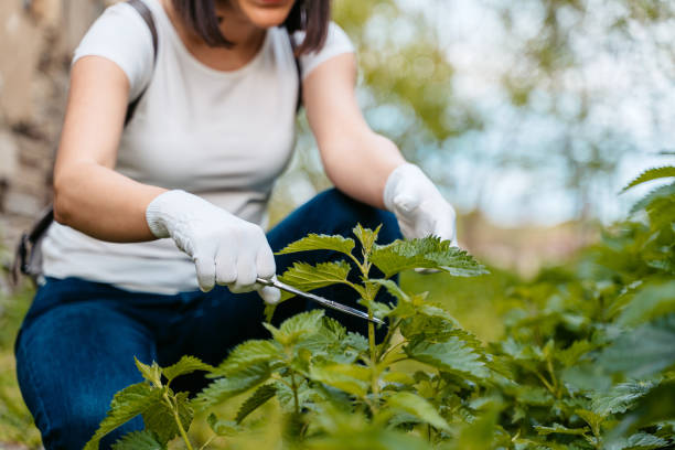 istock Woman Picking Nettle With Scissors And Protective Gloves 1510902110