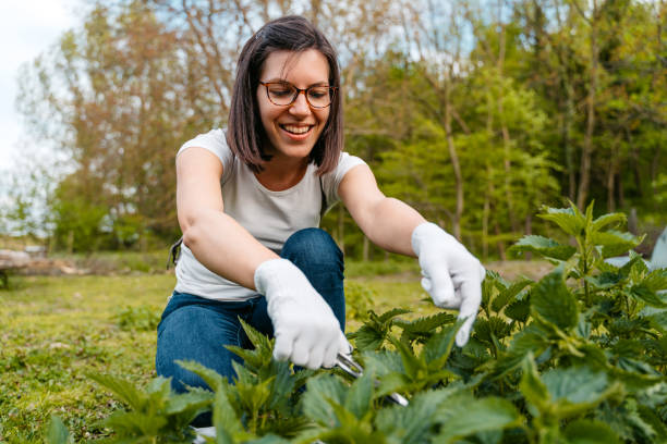 istock Young Woman Picking Nettle With Scissors 1510902630
