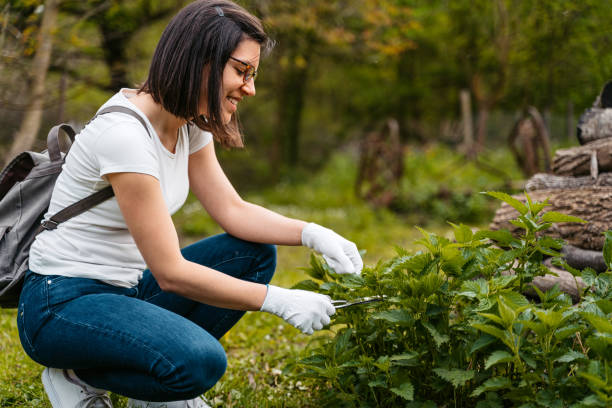istock Young Woman Picking Nettle With Scissors 1510902647
