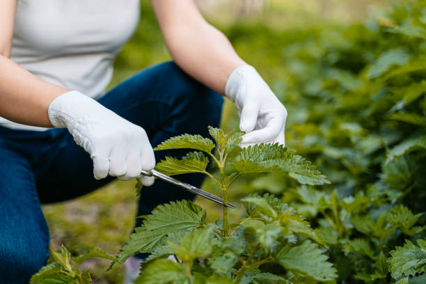 istock Woman Picking Nettle With Scissors And Protective Gloves 1510903159