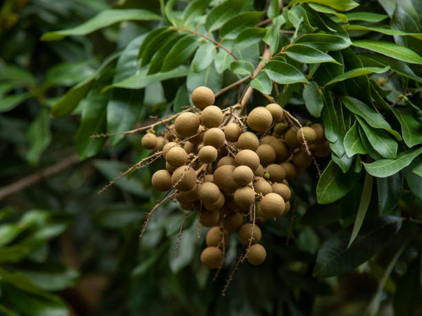 Longan fruit, Tien Giang province