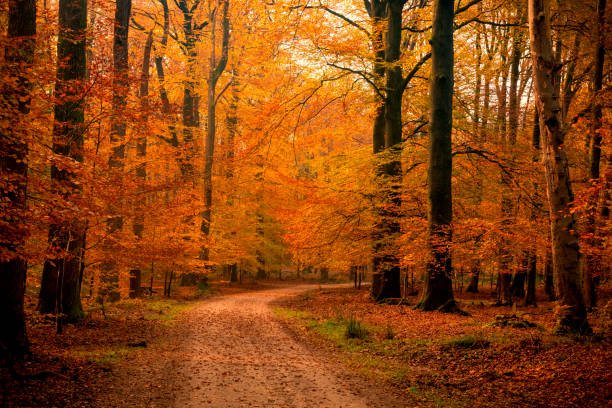 Path through a misty forest during a beautiful foggy autumn day. The forest ground of the Veluwe nature reserve is covered with brown fallen leaves and the path is disappearing in the distance. The fog is giving the forest a desolate atmosphere.