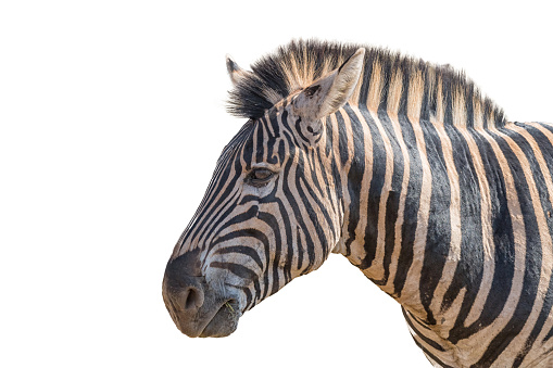 Head profile of an adult Burchells Zebra, Equus quagga burchellii. Isolated on white
