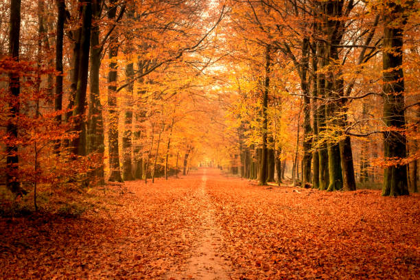 istock Path through a misty forest during a beautiful foggy autumn day 1510924393