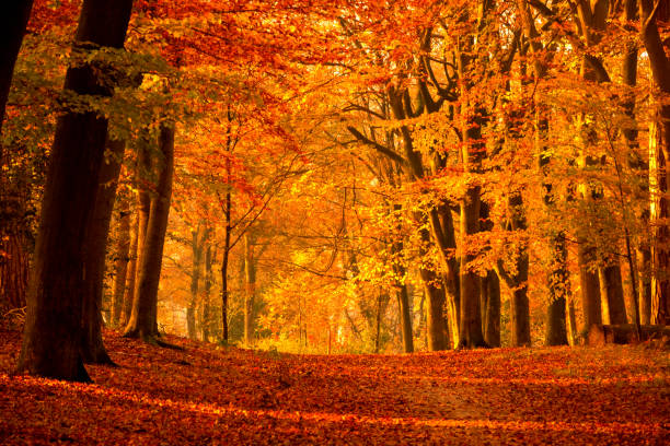 istock Path through a misty forest during a beautiful foggy autumn day 1510924952