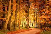 Path through a Beech tree forest during the fall