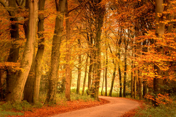 Path through a Beech tree forest during the fall stock photo