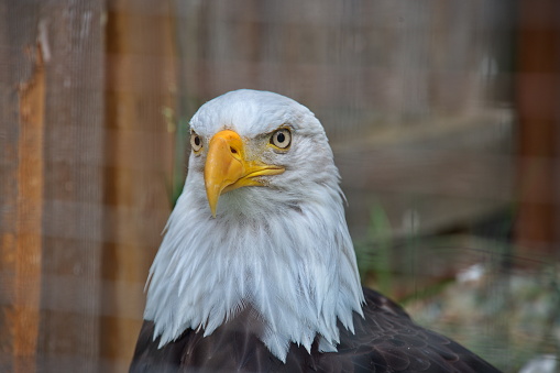 Portrait of bald eagle in animal sanctuary