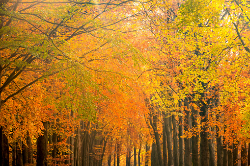 Landscape with Beech trees with golden leaves in a forest during a beautiful fall day in the Veluwe nature reserve in Gelderland.