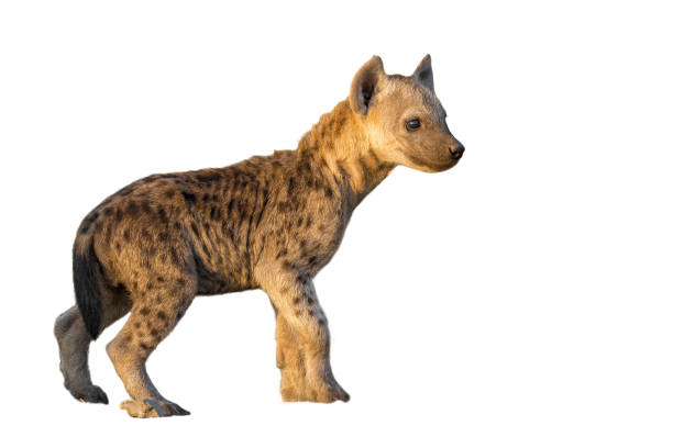 A spotted hyena cub at sunset in the Mpumalanga Province of South Africa. Isolated on white