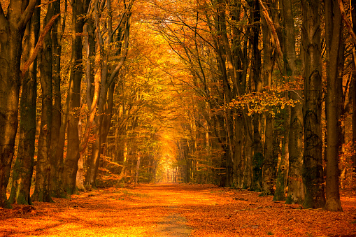 Path with Beech trees on each side in a  a forest during a beautiful fall day in the Veluwe nature reserve in Hoog Buurlo.