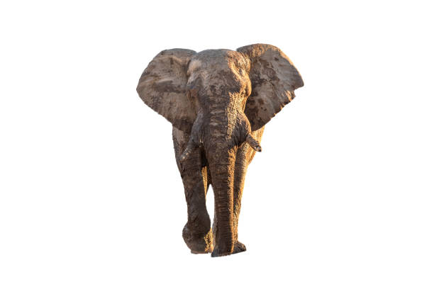 istock Mud-covered african elephant walking towards the camera in a road 1510928820