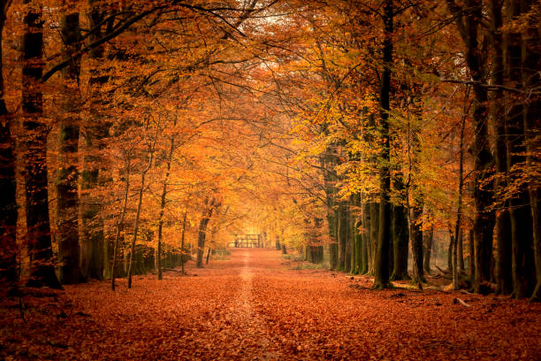 istock Path through a misty forest during a beautiful foggy autumn day 1510929373