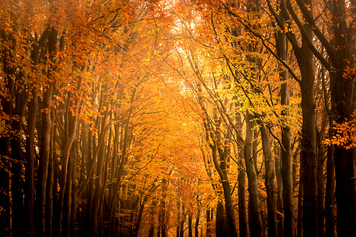 Landscape with Beech trees with golden leaves in a forest during a beautiful fall day in the Veluwe nature reserve in Gelderland.