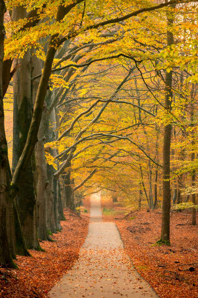 istock Path through a misty forest during a beautiful foggy autumn day 1510931556