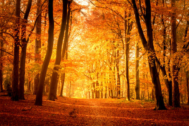 istock Path through a misty forest during a beautiful foggy autumn day 1510933264