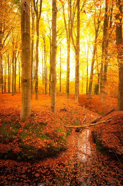 istock Stream in a fall forest during an autumn day 1510933286