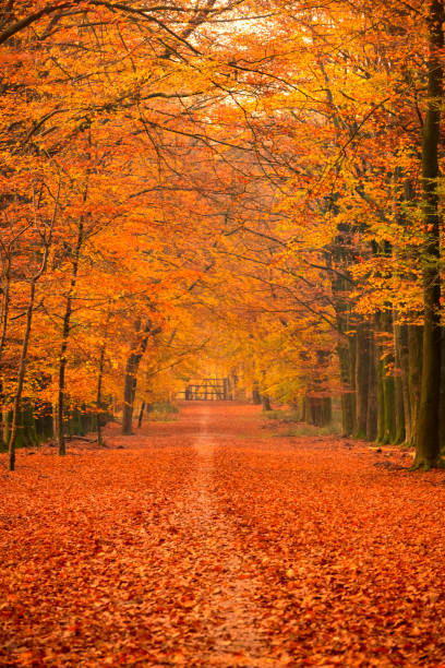 istock Path through a misty forest during a beautiful foggy autumn day 1510933847