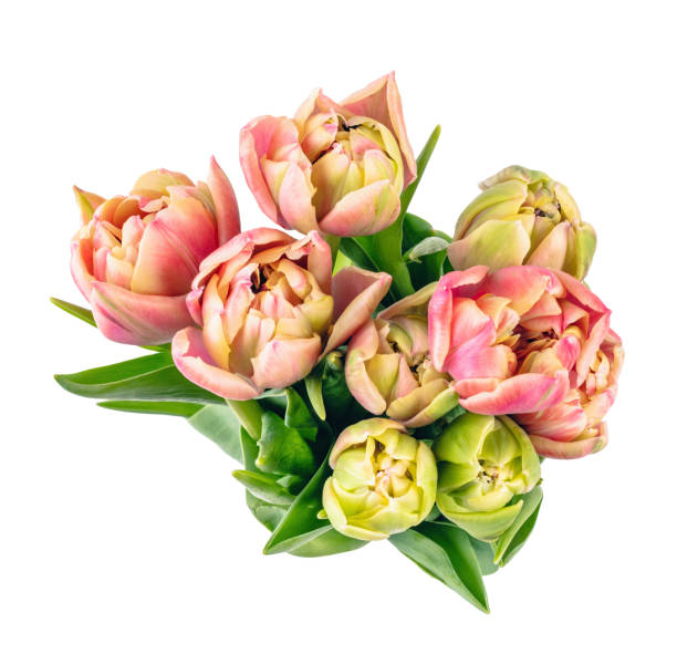 istock Tulip flower bouquet isolated on white background 1510940304