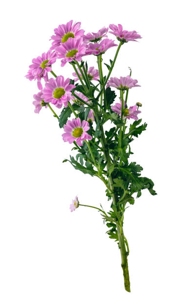 istock Bunch of wild flowers isolated on white background 1510940328