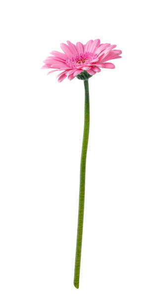 istock Gerbera daisy flower isolated on white background 1510940338