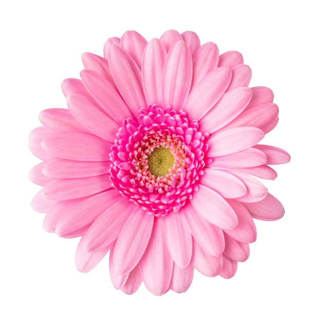 istock Gerbera daisy flower close-up view from above isolated on white background 1510940341